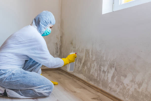 Professional mold removal team in Seminole