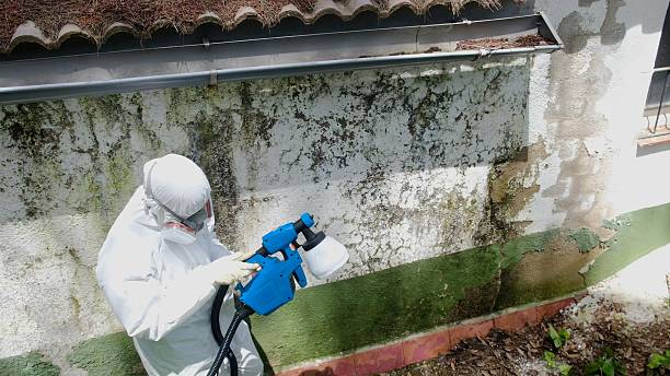Mold Remediation service in Seminole, Seminole, TX